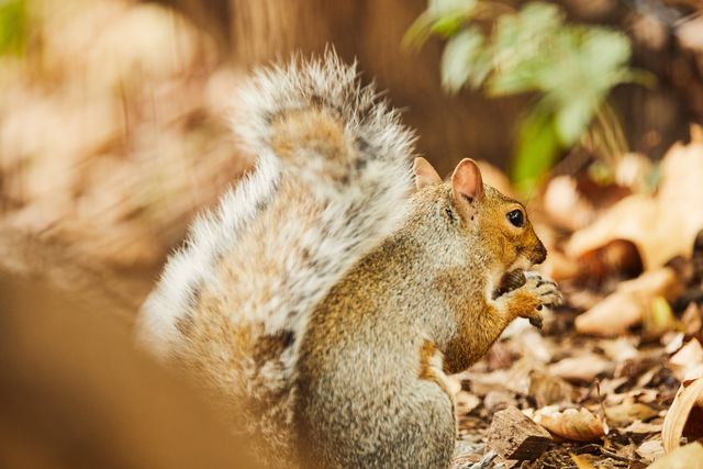 A squirrel spotted while eating an acorn in Central Park.